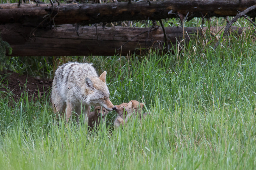 Coyote