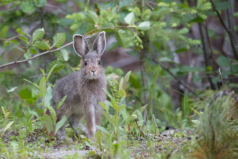 Snowshoe Hare