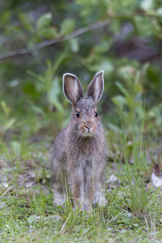 Snowshoe Hare