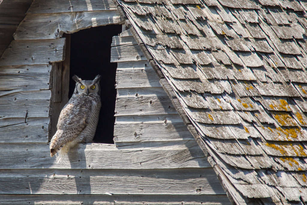 Great horned Owl in an Abandoned Barn