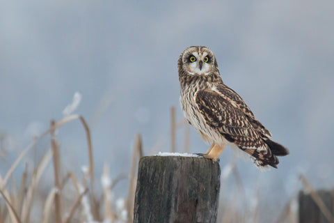 Short Eared Owl