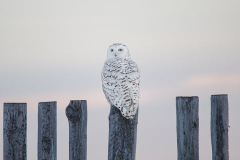 Snowy Owl