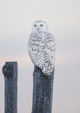 Snowy Owl