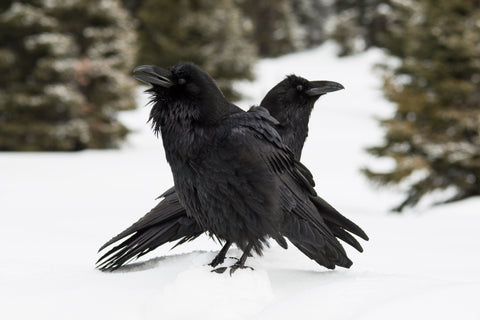 Ravens