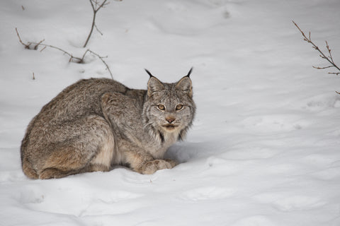 Lynx