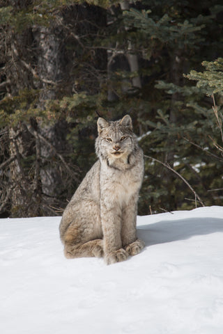 Lynx