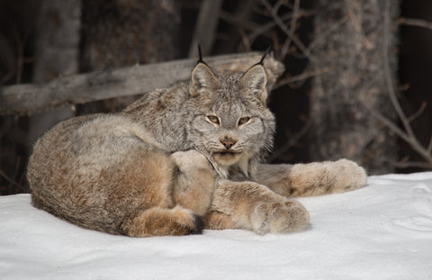 Lynx