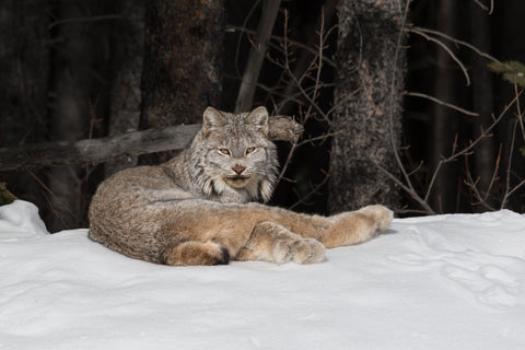 Laid-back Lynx