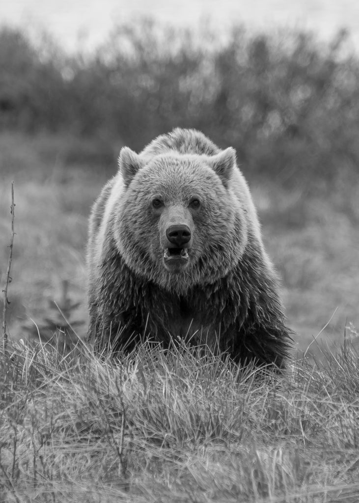 Black and white Grizzly