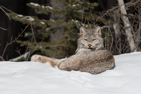 Lynx