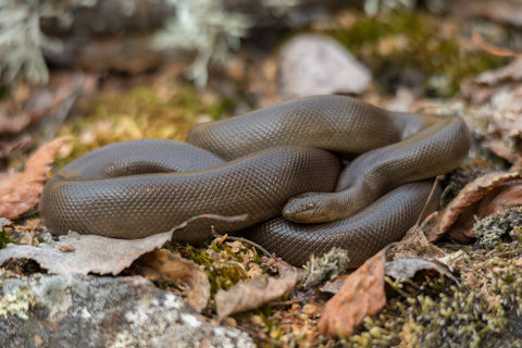 Rubber Boa