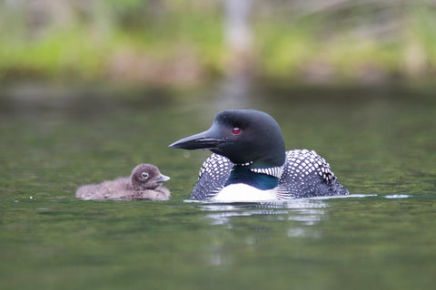 Loon