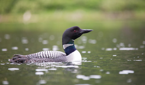 Loon