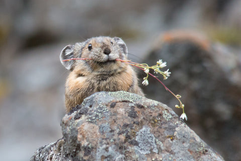 Pika