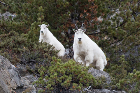 Mountain Goats