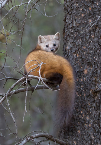 Pine Marten