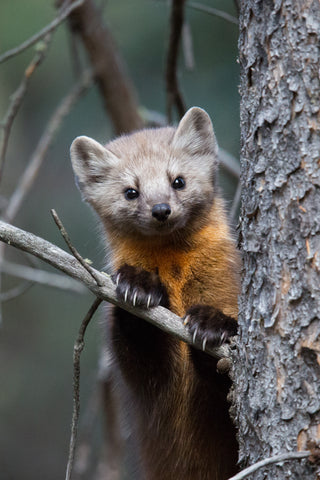 Pine Marten