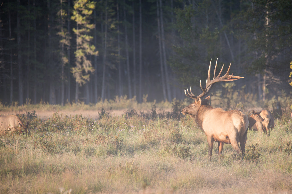 Elk in the Mist!