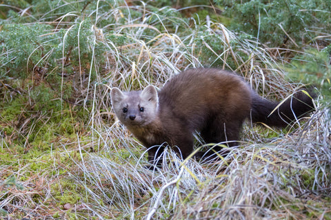 Pine Marten