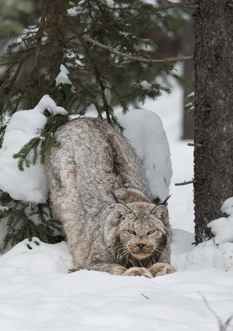 Lynx