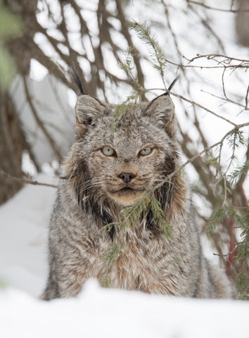 Lynx