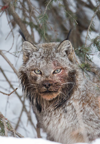 Lynx