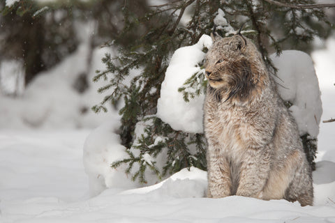 Lynx