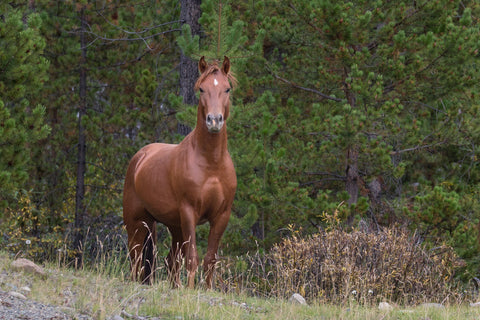 Wild Horse