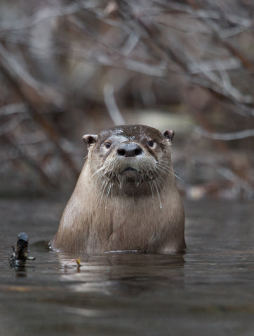 River Otter