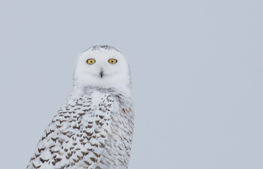 Snowy Owl