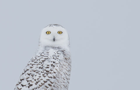 Snowy Owl