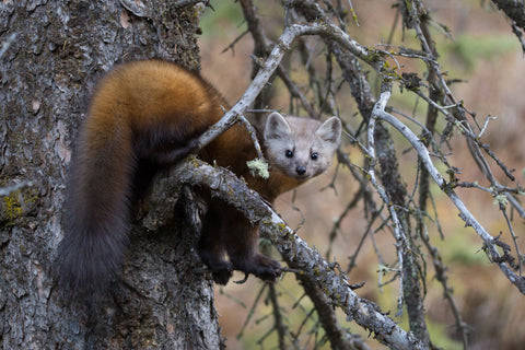 Pine Marten