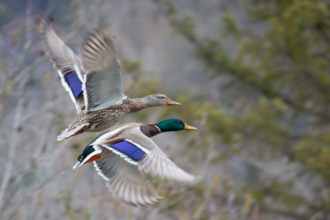 Mallard ducks