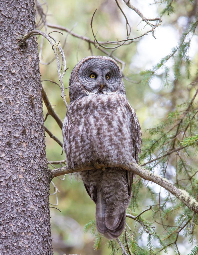 Great Grey Owl