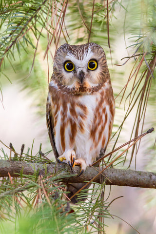 Northern Saw-whet Owl