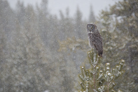 Great grey Owl - Adam Skalzub Photography