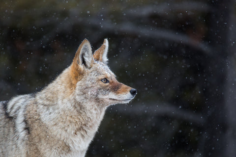 Coyote - Adam Skalzub Photography