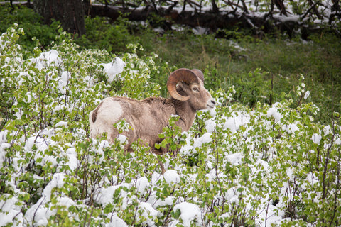 Mountain sheep