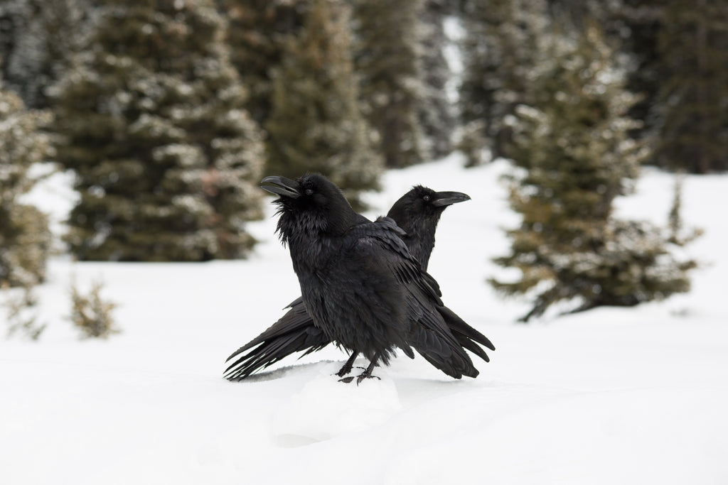 Ravens