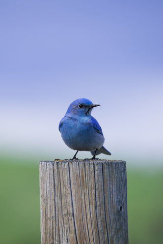 Mountain Bluebird