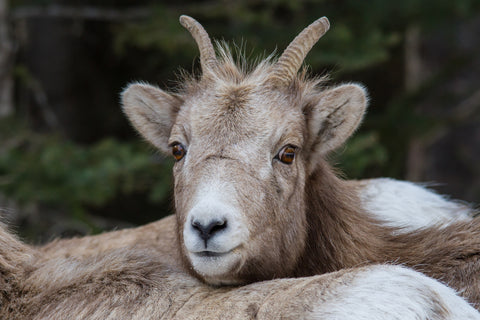 Rocky Mountain bighorn Sheep