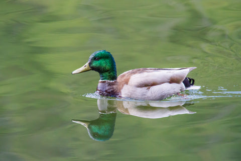 Mallard duck