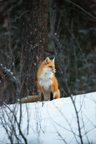 Red Fox pose