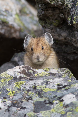 Pika