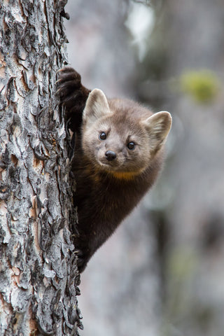 Pine Marten