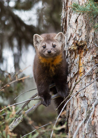 Pine Marten