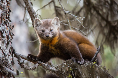 Pine Marten