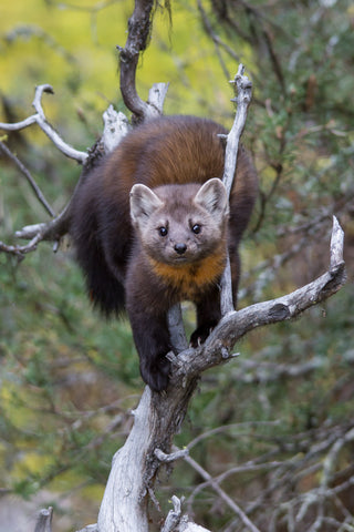 Pine Marten