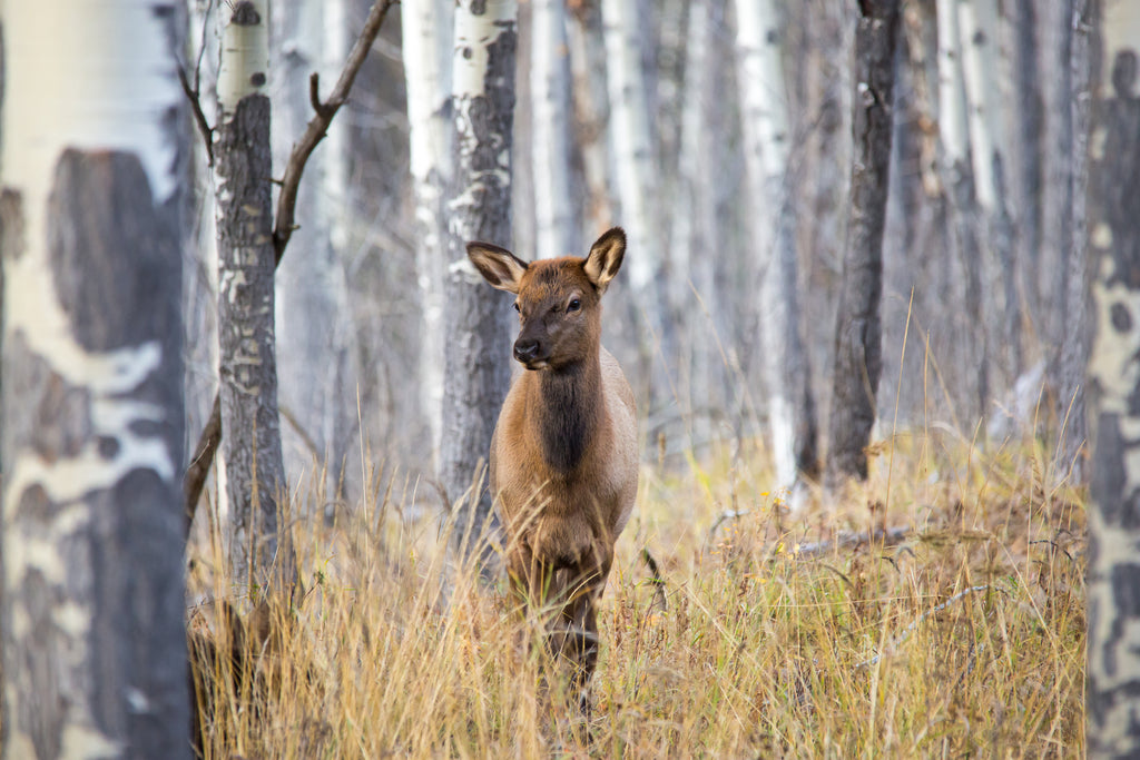 Elk