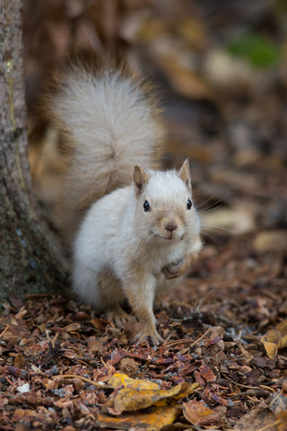 Spirit Squirrel